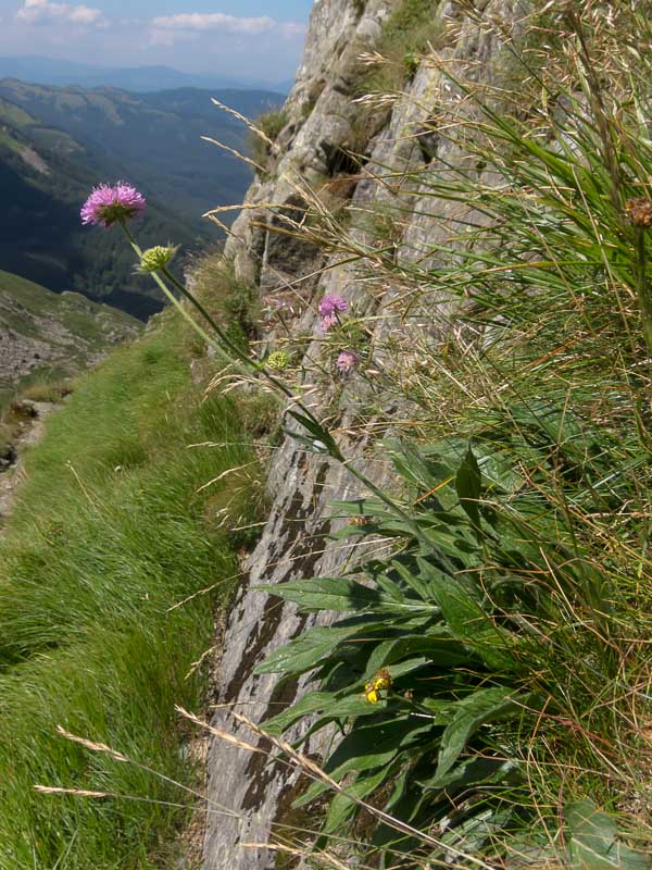 Knautia arvensis / Knautia comune